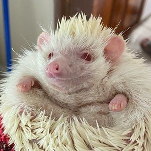 Meet your Posher, Roxana